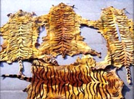 Fake tiger skin