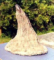 Rhino horn