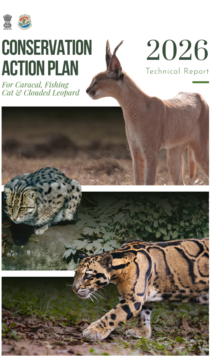 Cover Image of Conservation Action Plan for caracal, Fishing cat & Clouded Leopard (Technical Report 2026)